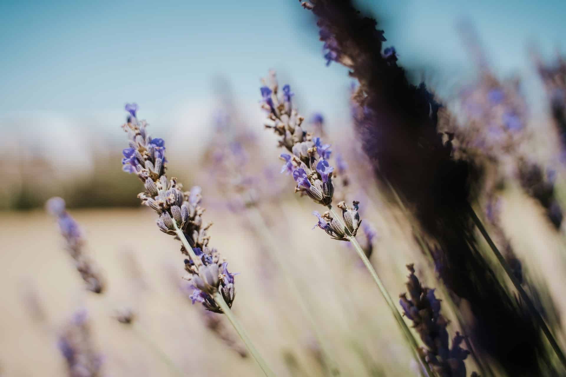 Quels sont les bienfaits de la lavande pour la peau ?